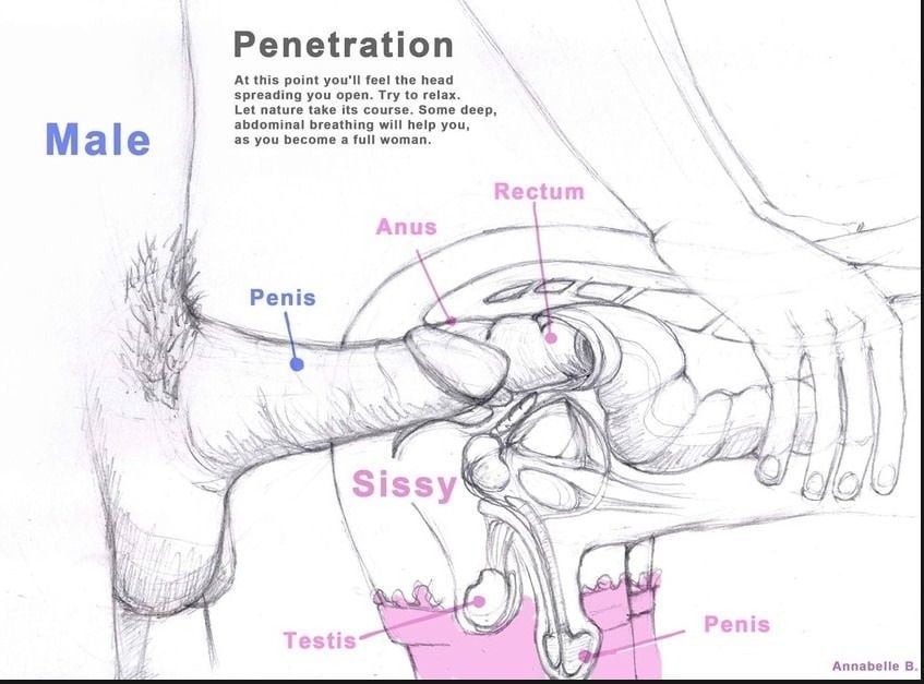 Sissy orgasm diagram 