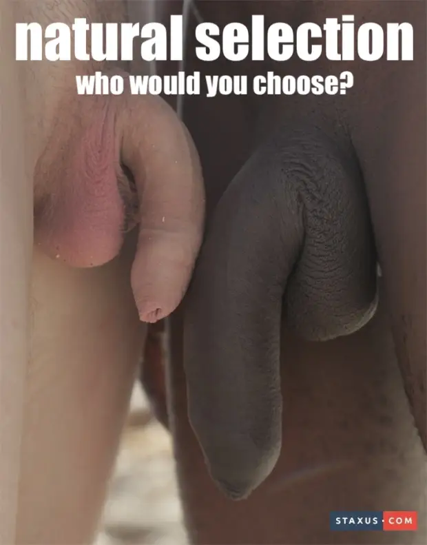 Sph Bbc cock comparison